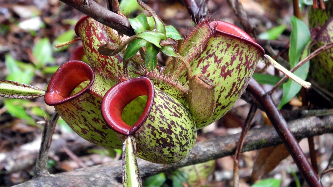 5 Nepenthes