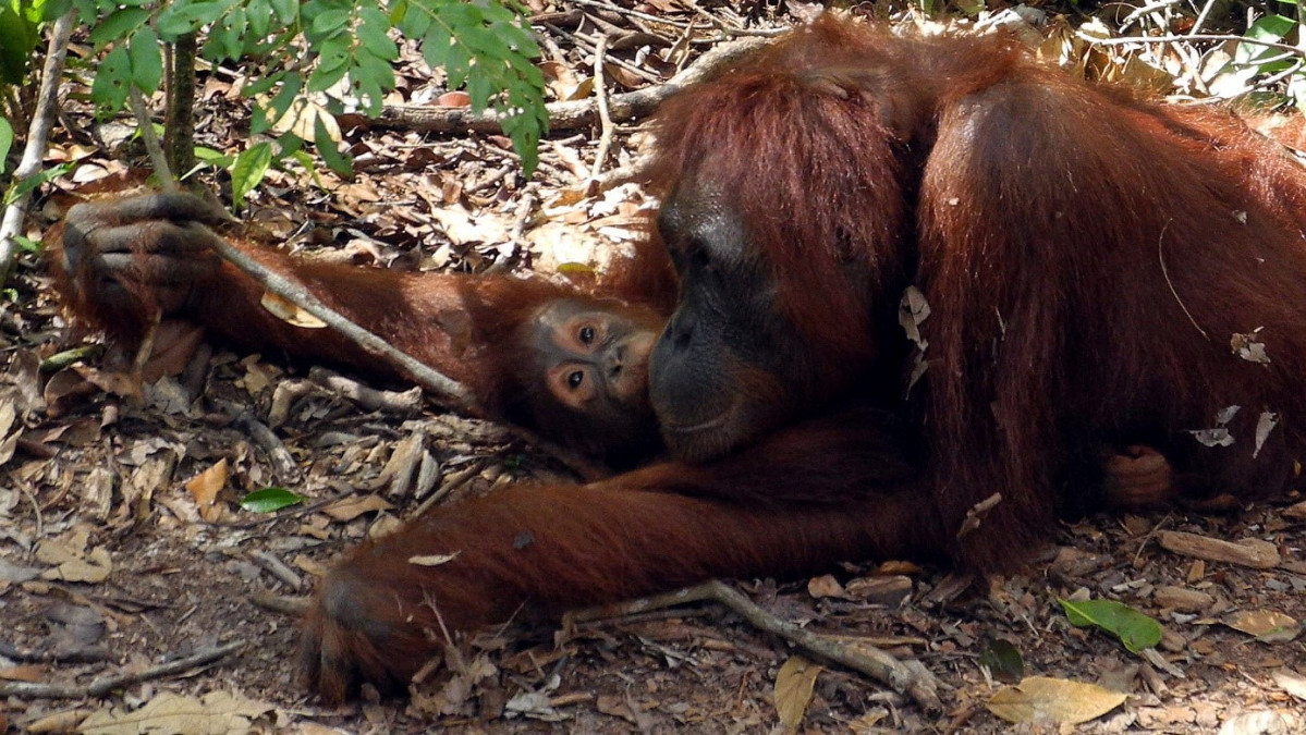 7 Orangutanes