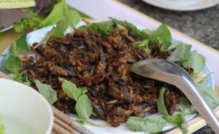 ¿Comer insectos, una opción alternativa y sostenible para el futuro?