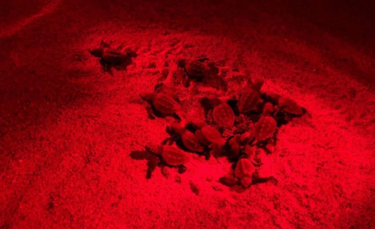 Nacen las primeras tortugas en el nido de Malgrat de Mar