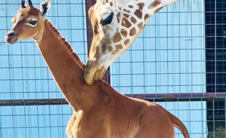 Nace una jirafa sin manchas en un zoo de Estados Unidos